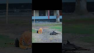 FAKE TIGER VS DOG PRANK PART 4! | SAGOR BHUYAN