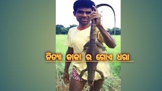 #ନିତ୍ୟା କାକା ର  ଖାତରା ଗୋଏ ଧରା