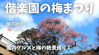 梅まつり【偕楽園】のグルメと絶景の旅！開花状況45%の梅を見に行ってきた！