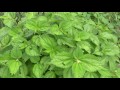 【夏～秋の野草】ヤブマオ_boehmeria longispica