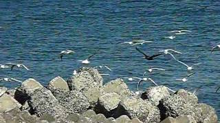 ユリカモメの群れ (Black-headed gull in flock)