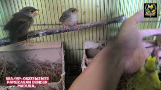 Burung lolohan ready dikios putra gocay madura...