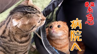 緊急で動物病院！結果は兄手術…【猫の肥満細胞腫】スコティッシュフォールド