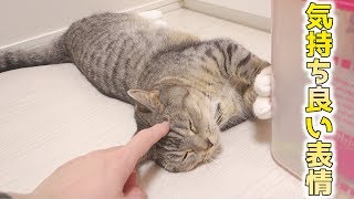 撫でられてゴロゴロ言ったり可愛い鳴き声で鳴いたりする猫【猫 かわいい】