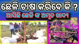 Goat farming || ଘରେ ସବୁ ଦିନ ରଖି ଛେଳି ଙ୍କ ଖାଦ୍ୟ || goat for all time stallfeed