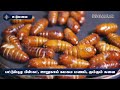 சீனாவை அடுத்து இந்தியாவில் உணவாகும் பட்டுப்புழுக்கள் silk worms as food silk conference udumal