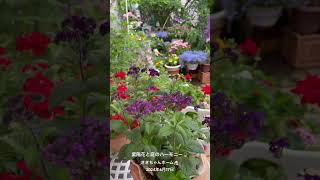 【HD動画】2024年6月17日  紫陽花が色付きました。 #flowers #garden #癒し#自然 #naturelovers #薔薇は美しく散る #ばらの花 #rosegarden