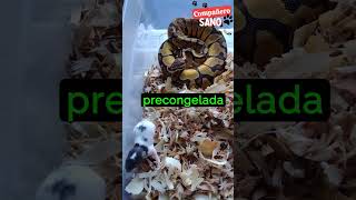 Guía Práctica: Cómo Cuidar a tu Serpiente como un Profesional #mascotas #serpientes #macotasexoticas