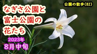 なぎさ公園と富士公園の花　公園散歩（８２）