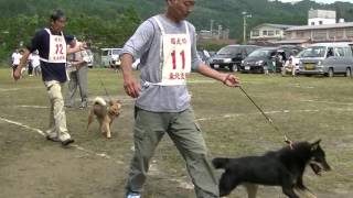 北海道犬協会　奥羽連合会展覧会　幼犬牝組　特良１席　さくら