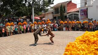 Porrazo de tigre en el festival del tlacololero en Chichihualco