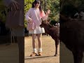 鹿に愛情たっぷりの外国人観光客🫎奈良公園 nara park deer 🦌 japan