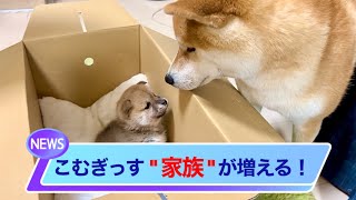 【おもしろ動画】どうでもいい柴犬の日常ニュース　パート9[Interesting video] Daily news of Shiba Inu that doesn't matter Part 9