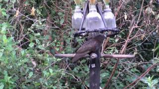 New Zealand Birds: Kaka at feeding station at Zealandia 14 June 2015