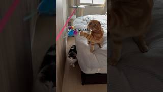 新しいおもちゃ見せてみたらこうなりました#shorts #cat #catvideos #ねこ #猫のいる暮らし #ノルウェージャンフォレストキャット #スコティッシュフォールド