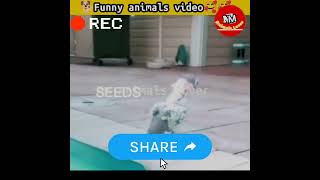 Funny animals video | Funny dogs | Cute dog🐕#dogs #funnyanimals #shorts #short #Nmanimalslover Ep 68