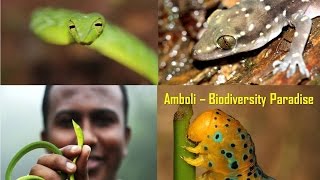 Magical \u0026 Wild Amboli Ghat, Amboli Forest, Macro Photography Paradise \u0026 Biodiversity Hotspot !!!