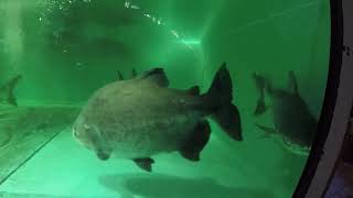 Adult red belly \u0026 black pacu are offered lettuce for the first time in their life, 4500 gal