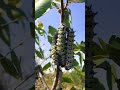 Mopani worm harvest time in Palaborwa