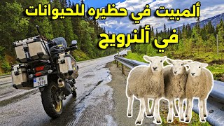 تنتهي الرحلة في النرويج في حظيرة الحيوانات و الاجواء متقلبة