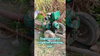 Sugarcane plot irrigation pumping seat #sugarcanefarming #sugarcanecultivation #sugarplant #farming