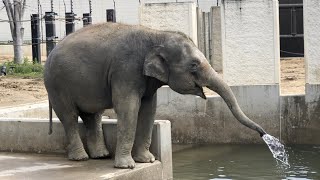 水を飲むアジアゾウ【京都市動物園】