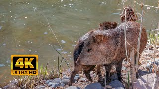 Wild Javelinas Make a Visit to the River.