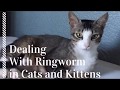 How to Deal With Ringworm in Cats and Kittens How to Deal With Ringworm in Cats and Kittens