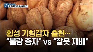 [여기는 원주] 횡성 기형감자 무더기 출현…“불량 종자” vs “잘못 재배” / KBS 2021.07.19.