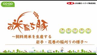 お米育ち豚　～飼料用米を生産する岩手・花巻の稲刈りの様子～