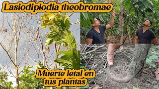 Lasiodiplodia theobromae #agricultura #cacao #viralvideos