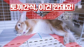 【토끼 키우기】 토끼에게 어떤 간식을 주어야 할까? 토끼에게 위험한 간식 TOP 5