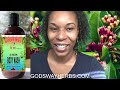 Essential Oils 101: Clove Bud oil by God's way Herbs