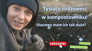 Dżdżownice w kompostowniku, dlaczego mam ich tak dużo?