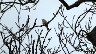 Chiffchaff singing