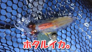 【ホタルイカ】3月12日朝の4時20分。海に行ったら、泳いでた!