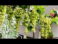 amazing grapes farming in pakistan انگور کی کاشت