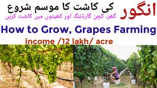 Amazing Grapes Farming in pakistan | انگور کی کاشت