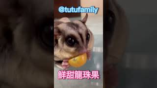 鮮甜龍珠果【蜜袋鼯的生活日常】【 Sugar Glider 】【フクロモモンガ】【ชูการ์ไกลเดอร์ครับ】【 슈가글라이더 】   @tutufamily