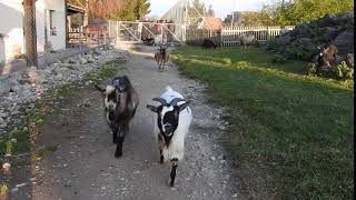 集まってくるピグミーゴート　Pygmy goats 2016 1203