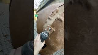 Satisfying clipping of thick horse coat