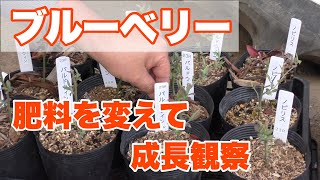 ブルーベリー　肥料を変えて成長観察