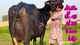 Pure Nilli high milking buffalo for sale in Punjab Pakistan on YouTube 05/02/2025￼