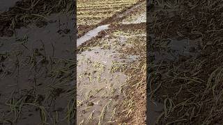 Red onion re planting #farming #redonion #farmingvideos #farmerlifeindia #onionfarming #onionfarmers