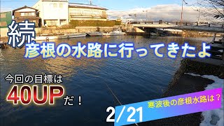 今度の目標は40UP！寒波後の彦根の水路に行ってきました。