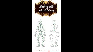 เส้นประธานสิบฉบับเข้าใจง่ายๆ #เส้นประธานสิบ #เส้นสิบ #sensib #นวดไทย #thaimassage