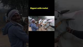 80 వేలు చెప్పి 72 వేలకి ఇచ్చారు #cattle_market #bulls #cows #guraza_santha