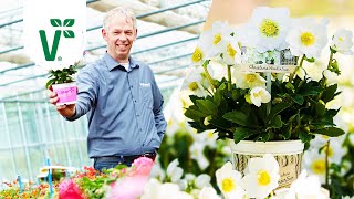 Christrosen kaufen - worauf muss man achten? (Helleborus kaufen) - Volkers Gartenwissen