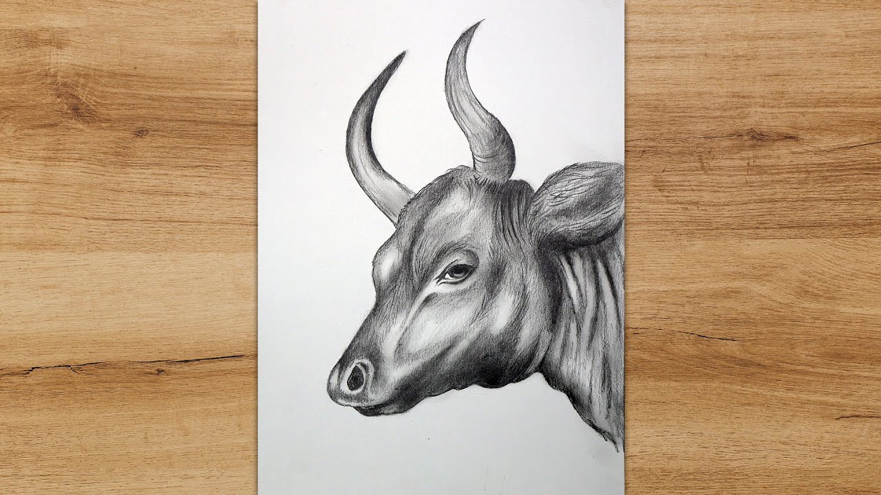 Cow Head Pencil Drawing