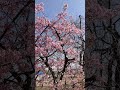 shorts兵庫県伊丹市で 見かけた桜 2023 3 11